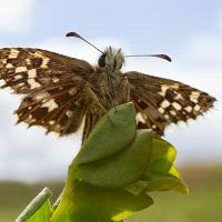 Grizzled Skipper wideangle 